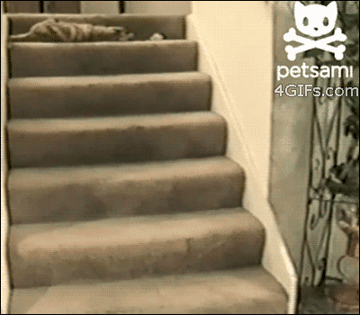 Forgifs.com, Cat rolls stairs