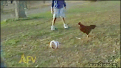 Chicken Soccer #1