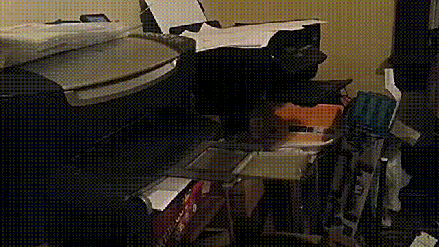Cat, Gato, Fax, Fax, Fax