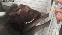 Baby Moose Gets Helps With a Fence #1