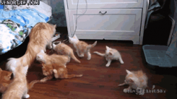 Cat Tests Its Kittens Reflexes #1