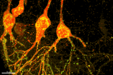 Neurons #1