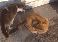 Gatos #13
