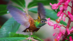 Hummingbird #4