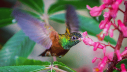 Colibri #3