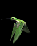 Volando #61