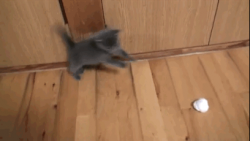 Senorgif.com #933