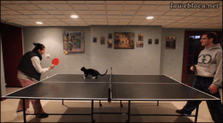 Ping pong #2