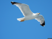 Volando #47