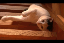 Cat #20