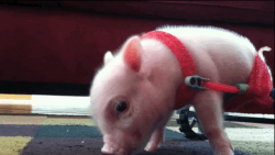 Piglet #2