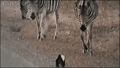 Forgifs.com, Honey badger scares zebras