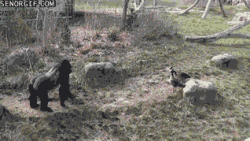 Goose vs. Gorilla #1