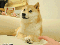 Perro #36