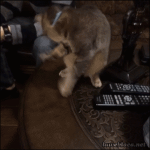Gato #157