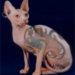 Sphynx #3