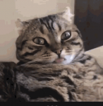 Cat #8