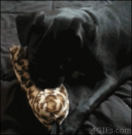 Forgifs.com #263