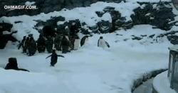 Pinguinos #1