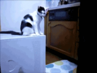 Funny #383