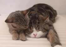 Gatos #54