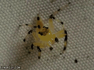 Senorgif.com, You Can See This Spiders Retinas Move in Its Head