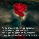 Amor #42