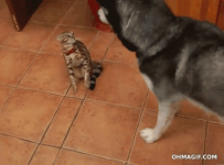 Amigos #4