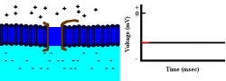 Depolarization #1