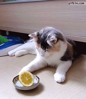 Gifbin.com, Cat vs. lemon