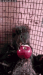 Squirrel Munching on an Apple #1