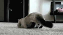 Senorgif.com #245