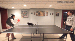 Ping Pong Cat #1