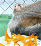 Lazy sloth eats carrots #1