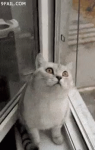 Cat #39