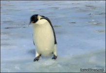 Pinguinos #3
