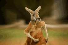 Kangaroo #2
