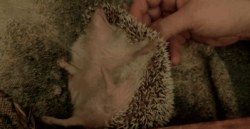 Hedgehog Gets Their Scratches #1