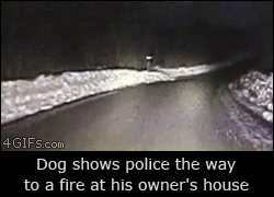 Forgifs.com, Dog leads police to fire