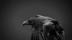 Vulture #3