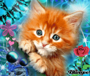 Gatos #99