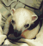Baby Anteater Being Cute #1