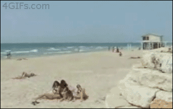 Forgifs.com, Beach flips show off fail