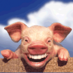 Pig #6