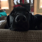 Passive Aggressive Dog #1