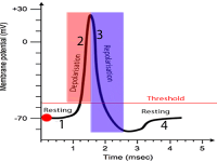 Dynamicscience #1