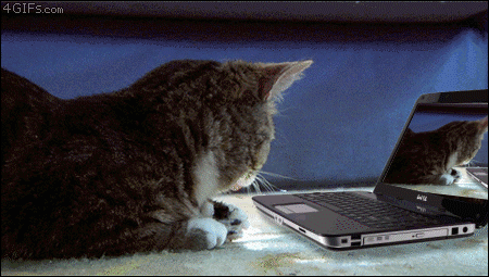 Forgifs.com, Dramatic Cat laptop Bubception