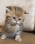 Cats #27