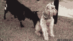 Goat WIll Not Stop Licking Dog #1