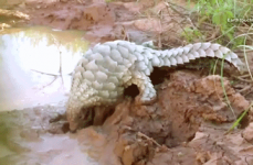 Pangolin Playing in Mud #1